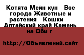 Котята Мейн кун - Все города Животные и растения » Кошки   . Алтайский край,Камень-на-Оби г.